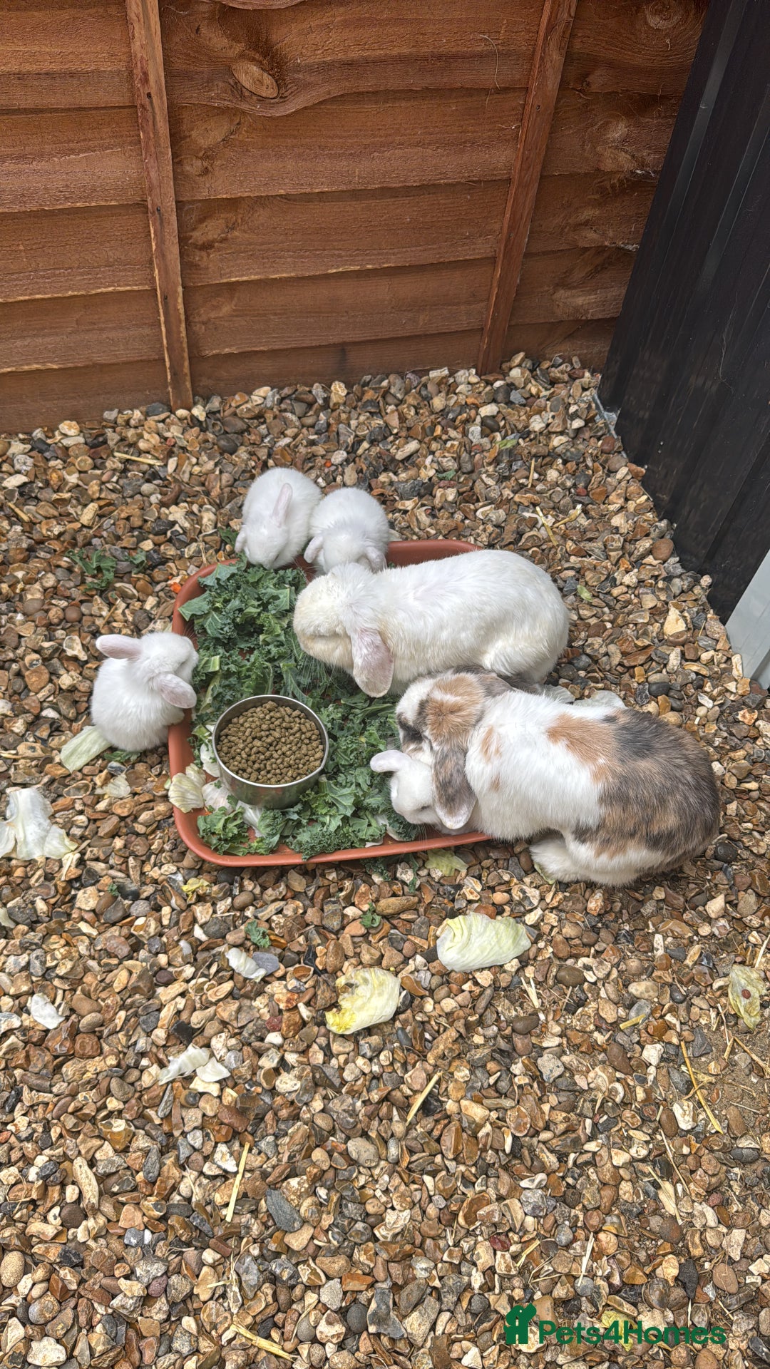 Mini Lop rabbits for sale: New baby mini lops  - Image 2