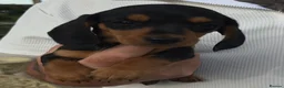 Miniature Dachshund dogs for sale: Beautiful miniature Dachunds - Advert 6