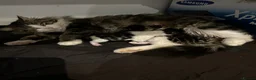 Norwegian Forest Cat cats for sale:     Four Adorable Kittens - Advert 9