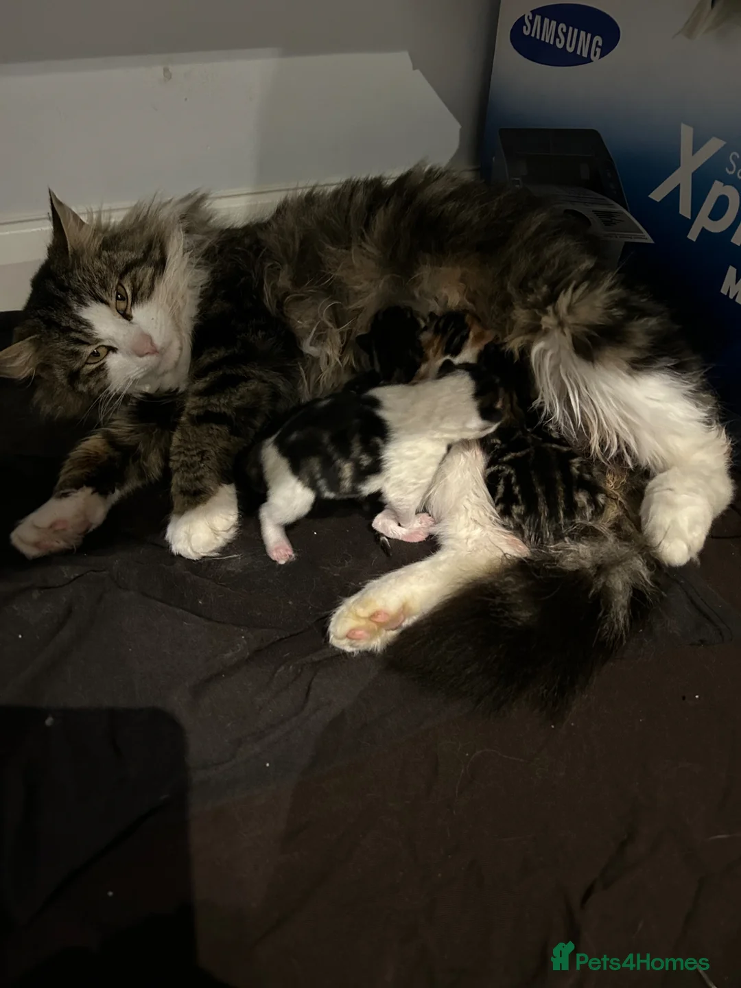 Norwegian Forest Cat cats for sale:     Four Adorable Kittens - Advert 9