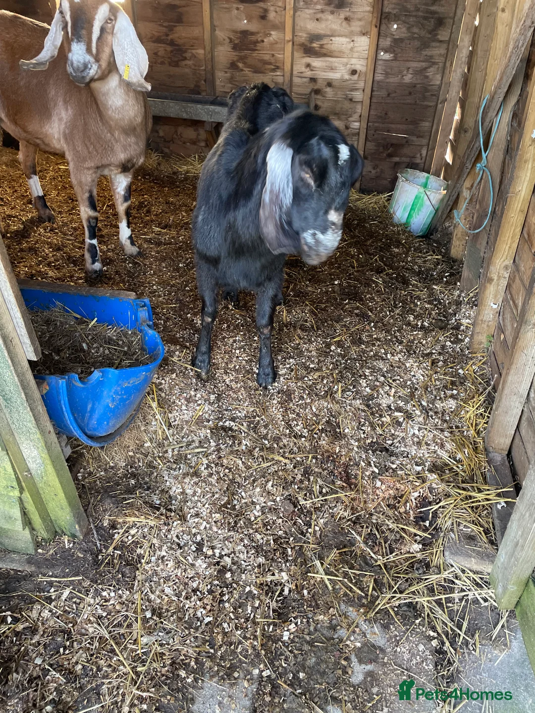 Goats livestock for sale: Anglo Nubian goats  - Advert 1