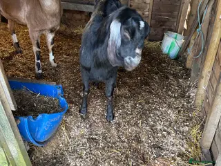 Goats livestock Anglo Nubian goats - Advert 1