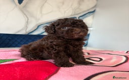 Toy Poodle dogs for sale: 1 Male & 1 Female Toy Poodle - Image 6