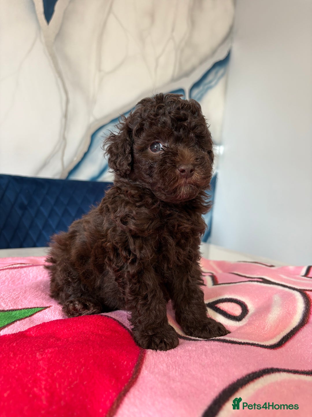 Toy Poodle dogs for sale: 1 Male & 1 Female Toy Poodle - Image 6