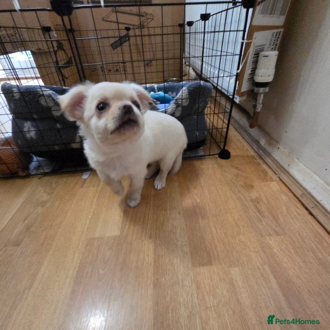 Chihuahua dogs for sale: Chihuahua PUPPY - Advert 10