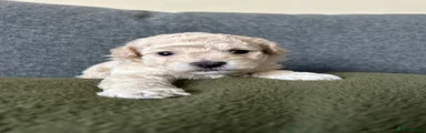 Cockapoo 3