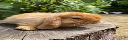 Mini Lop rabbits for sale: Super Friendly 100% Pure Bred Mini Lop Bunnies - Advert 3