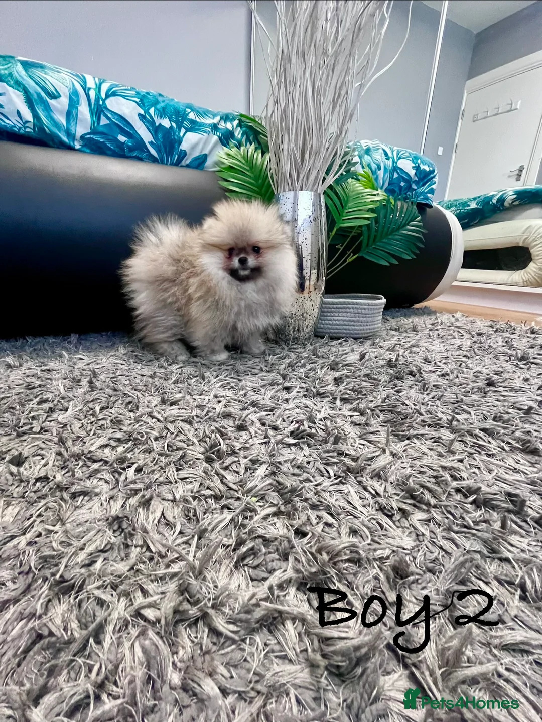 Pomeranian dogs for sale: Top Quality 🐻 Teddy Face  - Advert 3