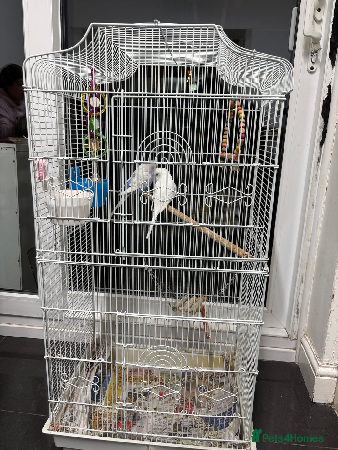 Budgerigars birds for sale: 1 cople with cage  - Advert 5