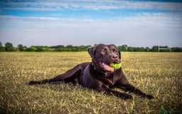 Labrador Retriever dogs for sale: Pedigree Labrador puppies - strong and healthy  - Image 6