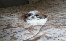 Shih Tzu dogs for sale: Shih tzu puppies - Image 5