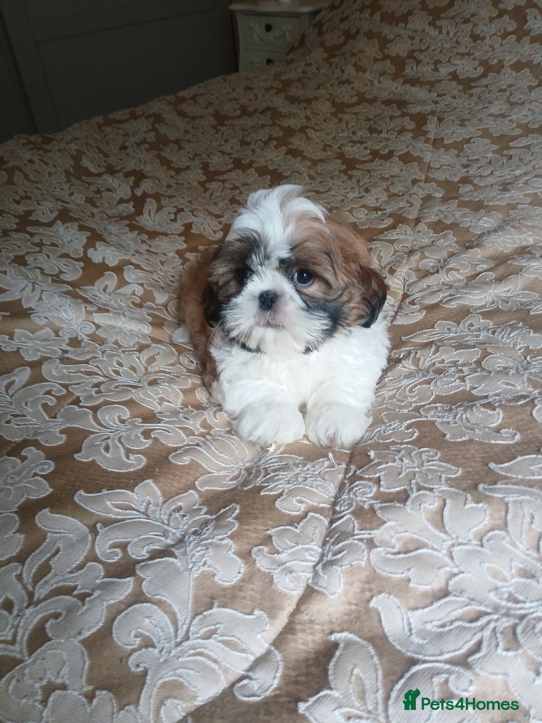 Shih Tzu dogs for sale: Shih tzu puppies - Image 5