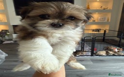Lhasa Apso dogs for sale: 6 beautiful Lhasa's ONLY ONE BOY AND 1 GIRL LEFT  - Image 25