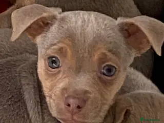 Jack Russell dogs Much Wenlock Jack Russell Puppies - Advert 3