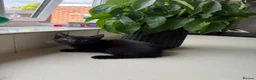 Mixed Breed cats for sale: Four kittens - Advert 15
