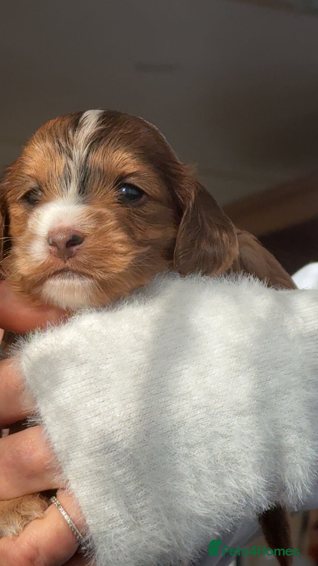 Cockapoo dogs for sale: 4 Adorable F2 Cockapoo puppies  - Advert 5