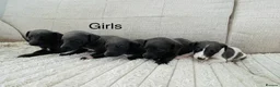 Whippet dogs for sale: Whippets  - Advert 3