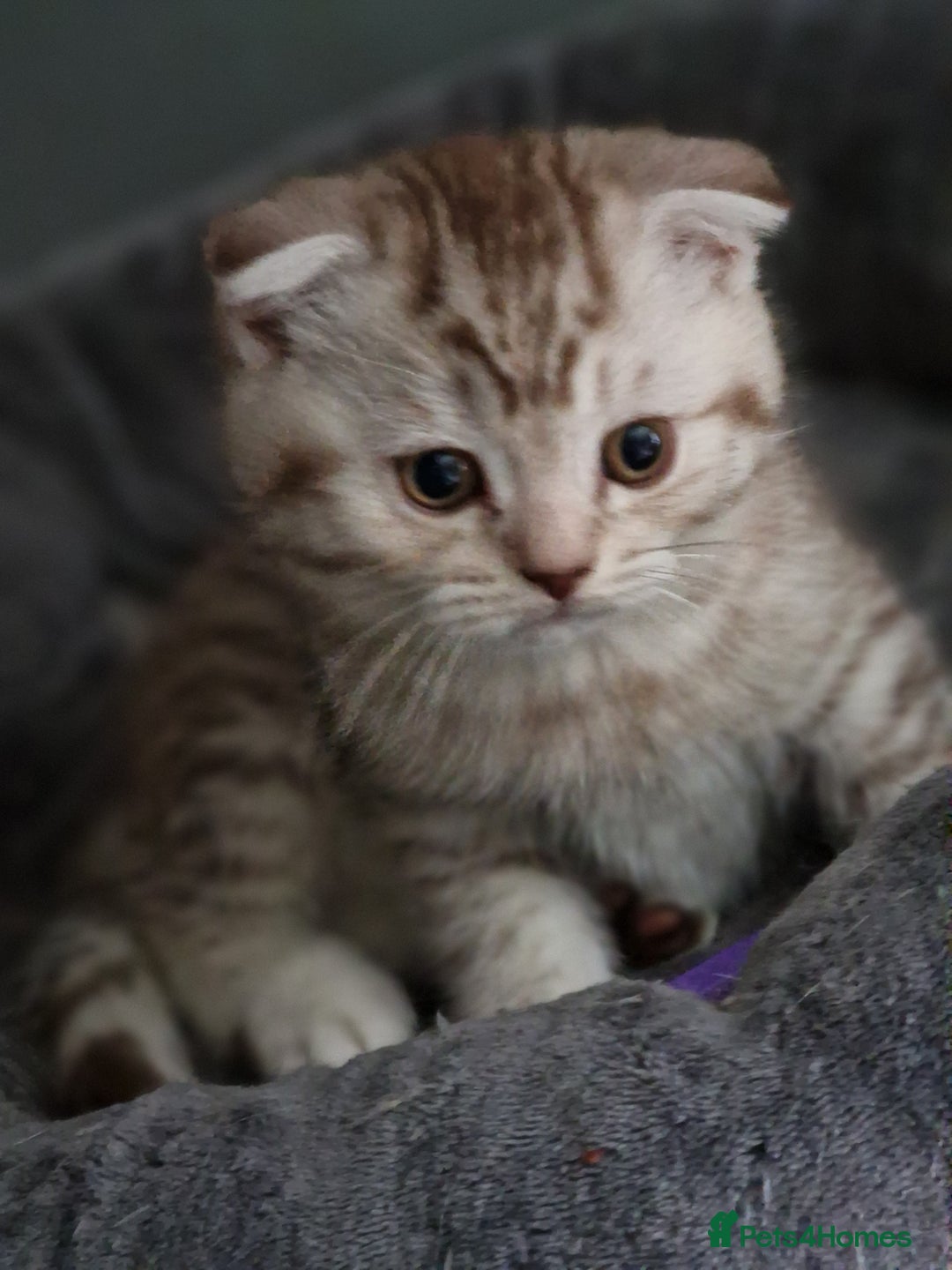 Scottish Fold cats for sale: Stunning TICA Registered Babies - Image 33