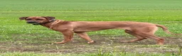 Rhodesian Ridgeback dogs for sale: Looking for new home for Nala - Advert 4