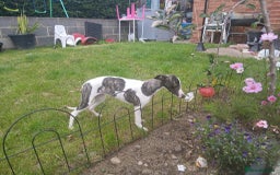 Whippet dogs for sale: Whippet pups - Image 10