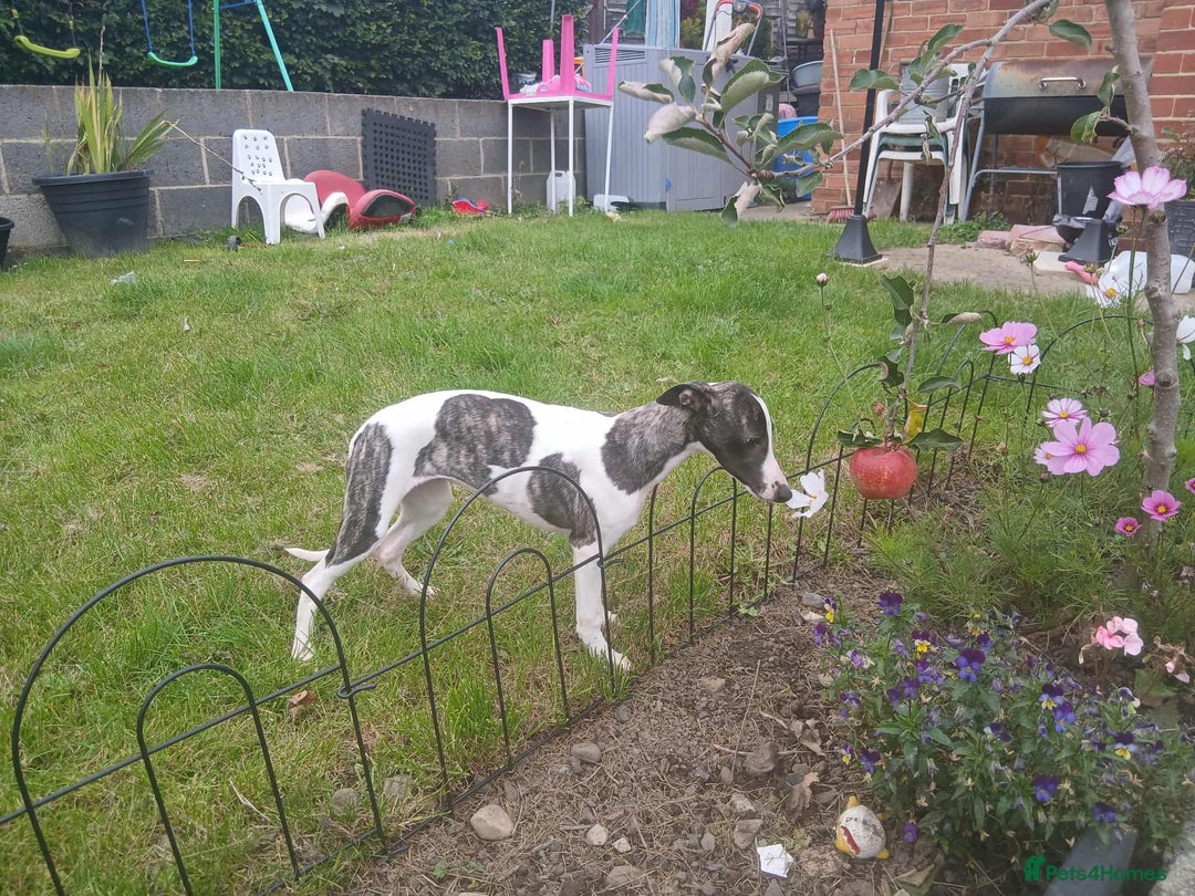 Whippet dogs for sale: Whippet pups - Image 10