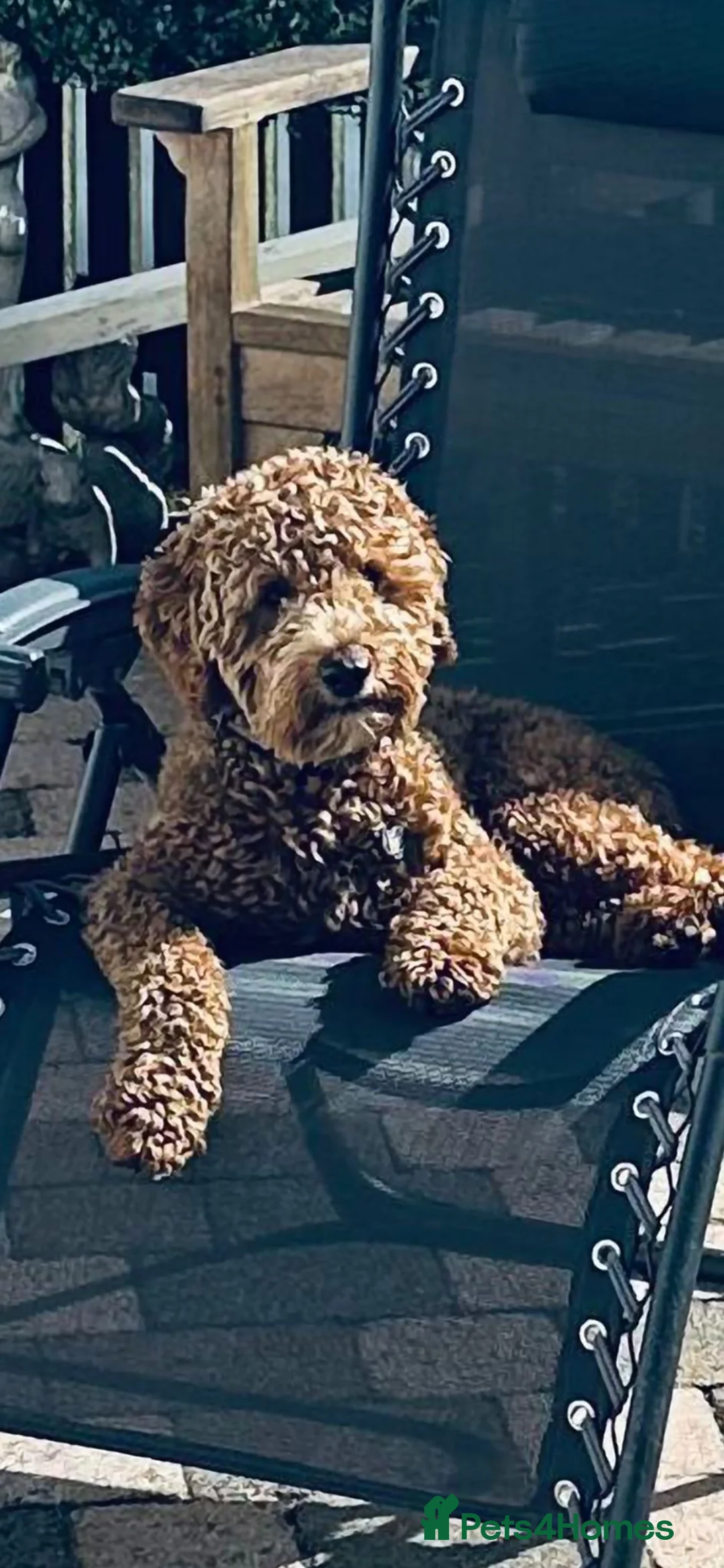 Cockapoo dogs for sale: Cockerpoo  in Maryport - Advert 3
