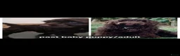 Cockapoo dogs for sale: F1b chocolate & parti roan cockapoos.HEALTH TESTED - Advert 7