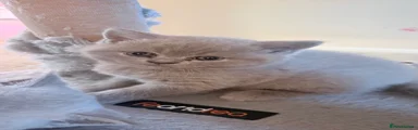 British Shorthair 2