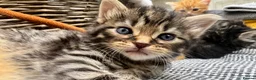 Mixed Breed cats for sale: Beautiful kittens 😻 - Advert 3