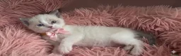 Ragdoll cats for sale: Gorgeous Ragdoll Kittens – 2 Boys, 2 Girls - Advert 2