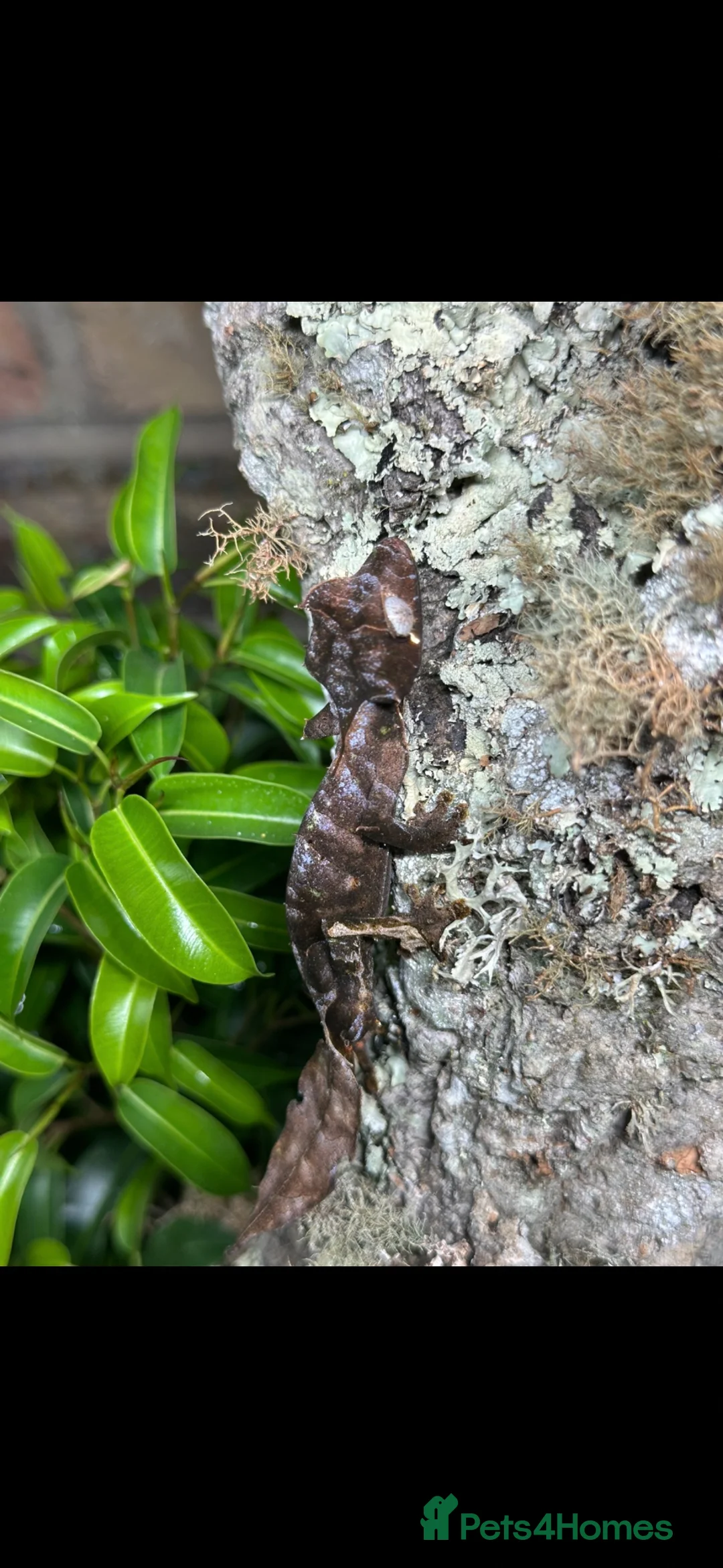 Gecko reptiles for sale: Pair of Satanic Leaf Tailed Geckos - Advert 2