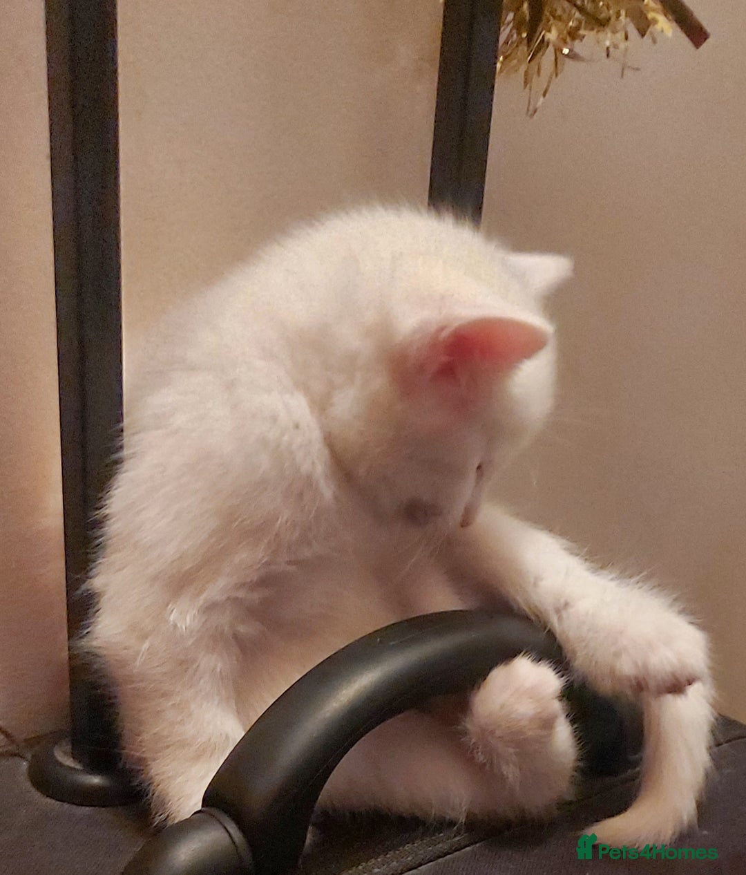 Mixed Breed cats for sale: 1 white, ginger and caramac kitten  - Advert 5