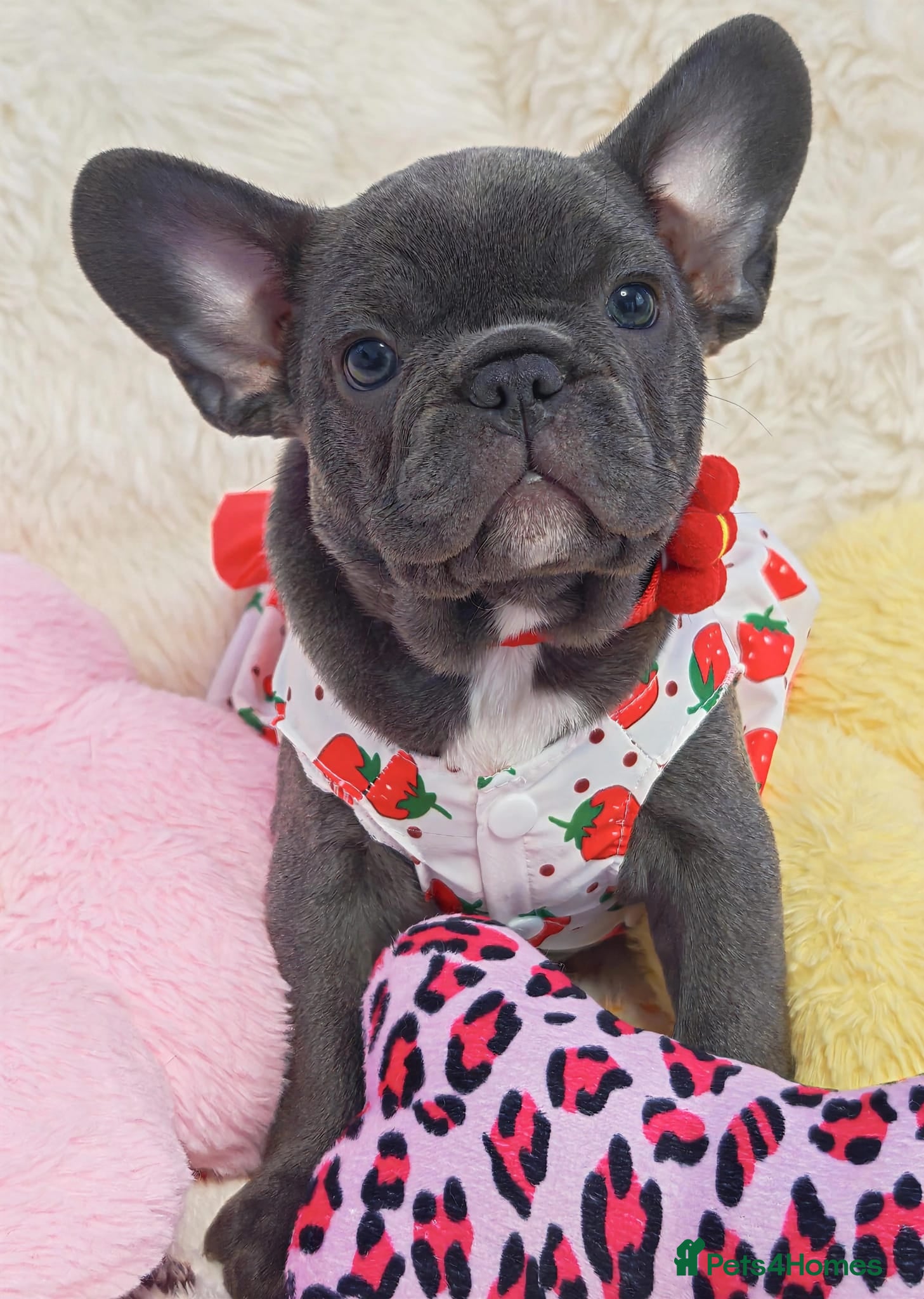 French Bulldog dogs French bulldog  - Advert 4