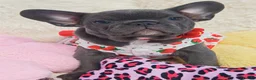French Bulldog dogs for sale: French bulldog  - Advert 6