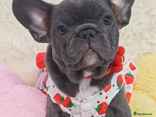 French Bulldog dogs French bulldog - Advert 17