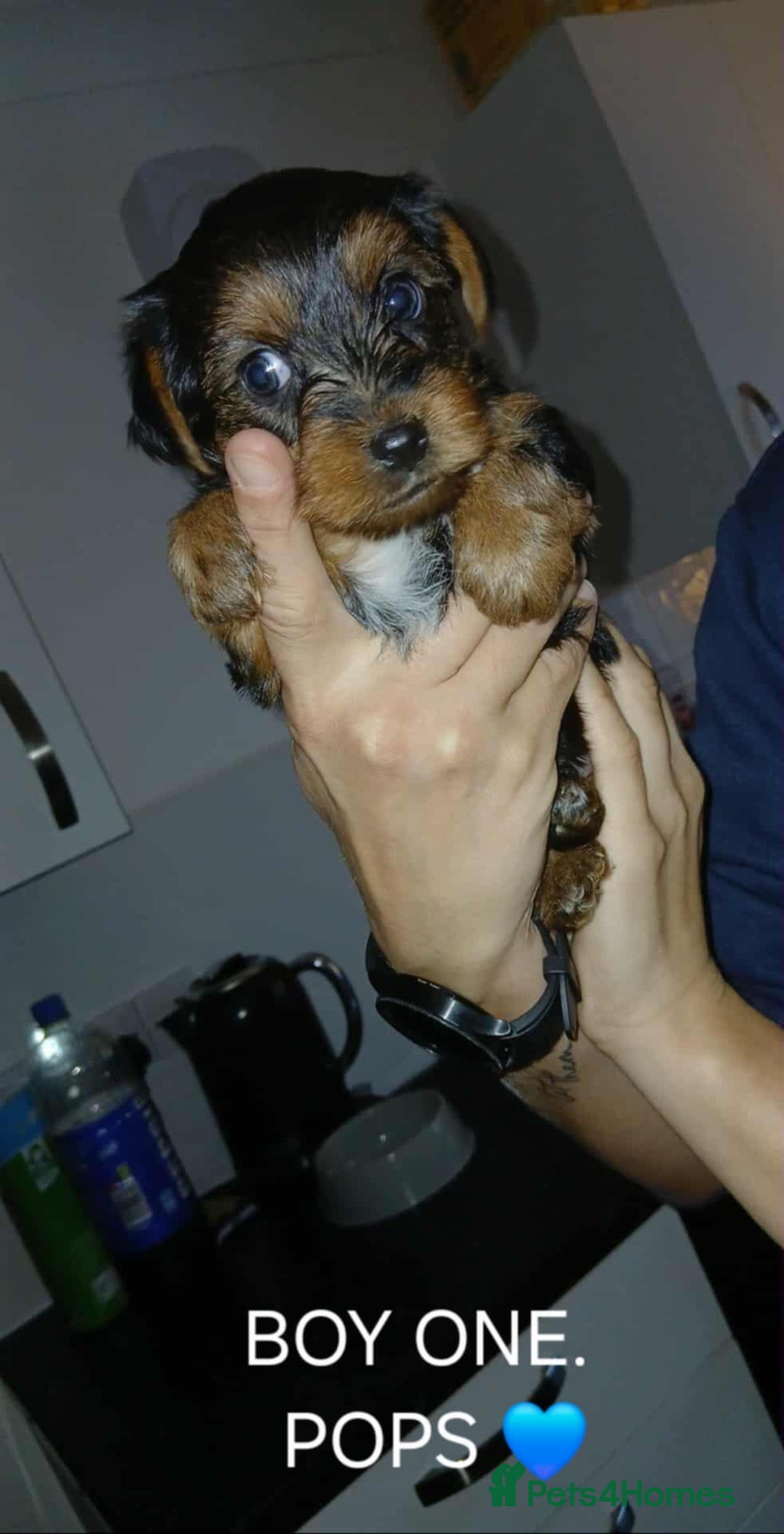 Yorkshire Terrier dogs for sale: Yorkshire terriers  - Image 1