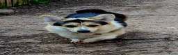 Welsh Corgi Pembroke dogs for sale: KC Pembroke Corgis  - Advert 3