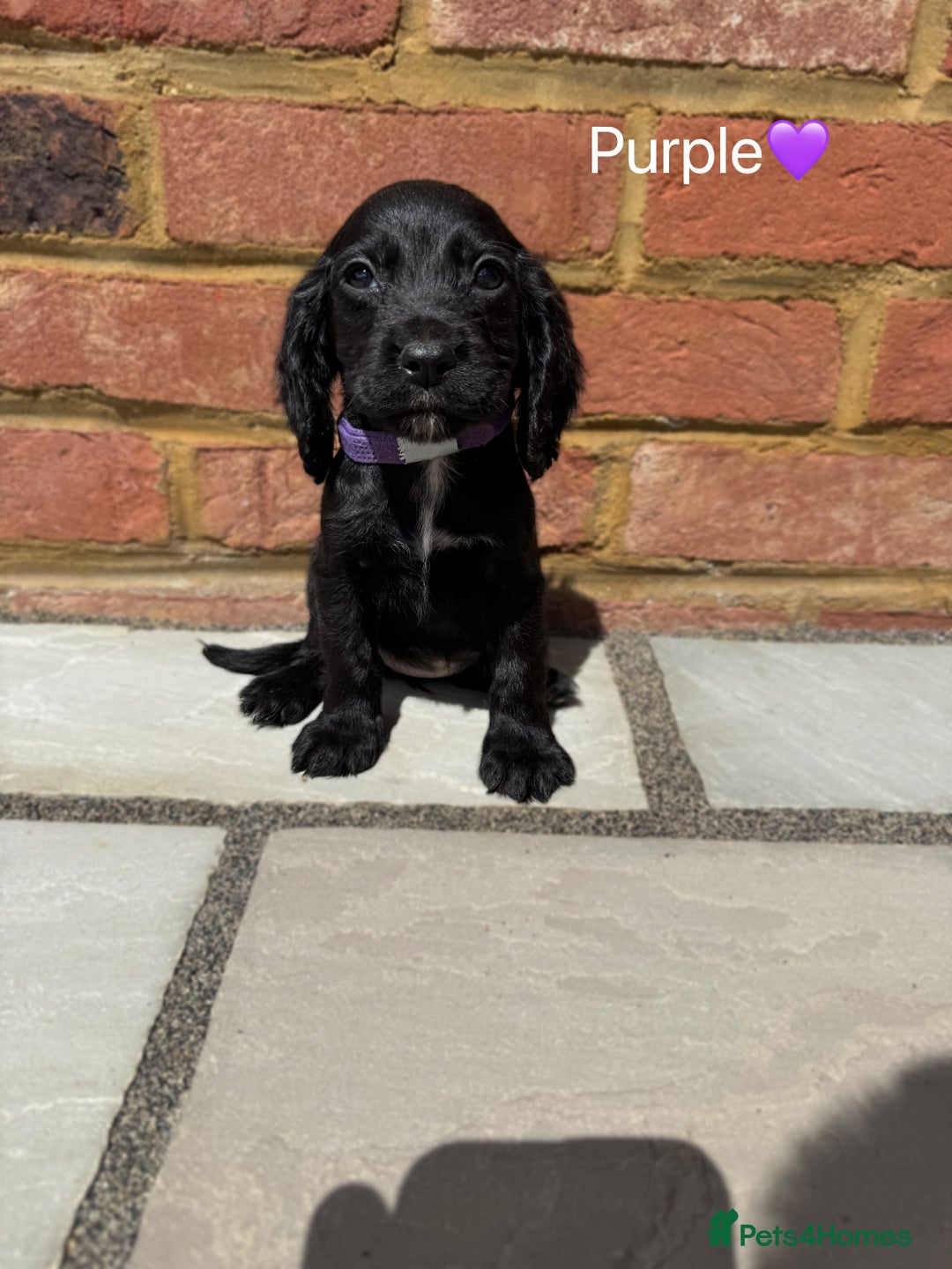 Cocker Spaniel dogs for sale: Beautiful cocker spaniel pups for sale!🐶 - Image 7