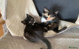 Mixed Breed cats for sale: Kittens  - Image 2