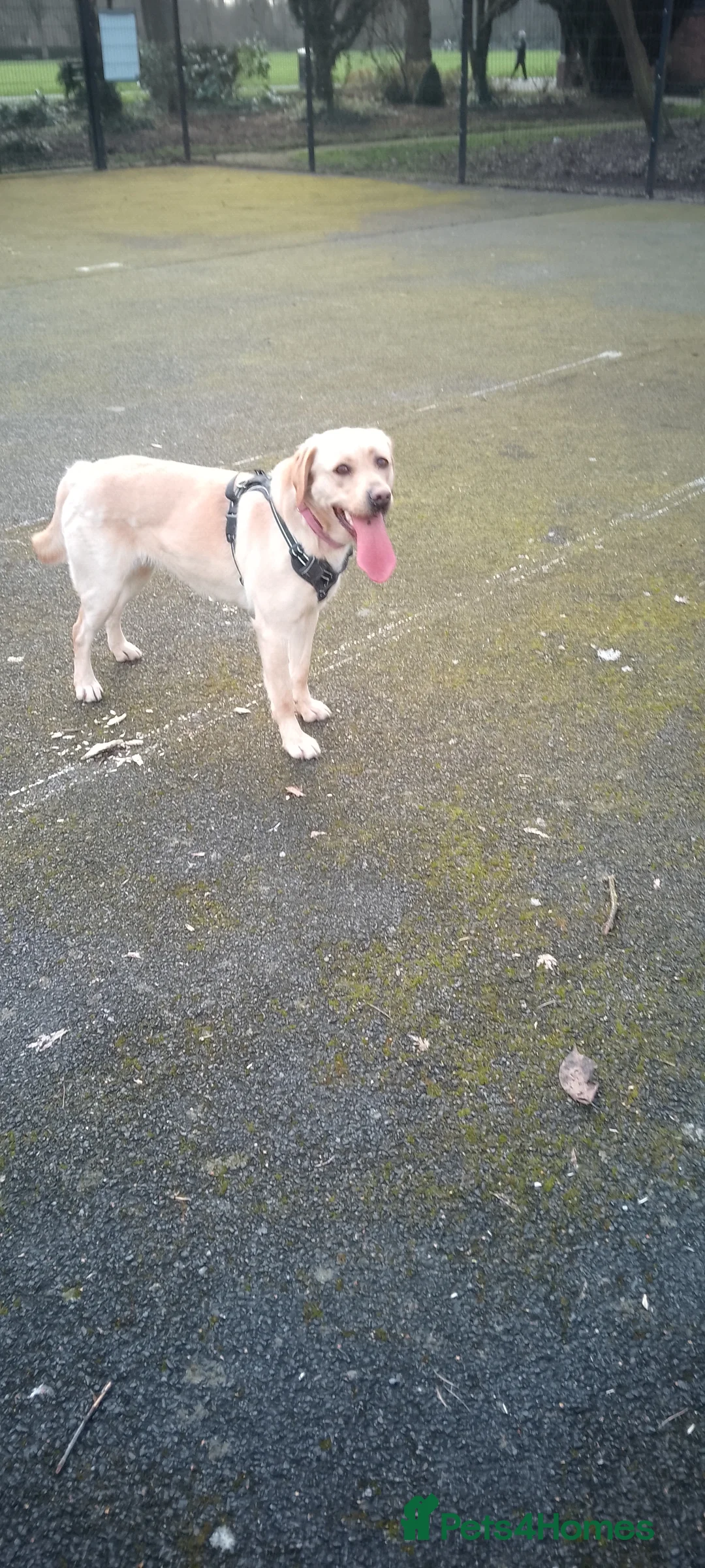 Labrador Retriever dogs for sale: Golden Labrador for sale  - Advert 1