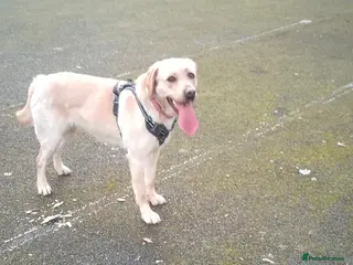 Labrador Retriever dogs Golden Labrador for sale - Advert 1