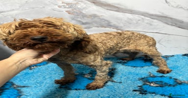 Miniature Poodle dogs in Doncaster - Advert 12