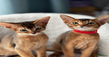 Abyssinian cats - Advert 2