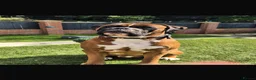 Boxer dogs for sale: Stunning Kc bobtail and tail boxers  - Advert 4