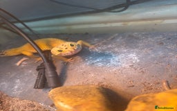 Leopard Gecko reptiles for sale: Leopard gecko and vivarium  - Image 3