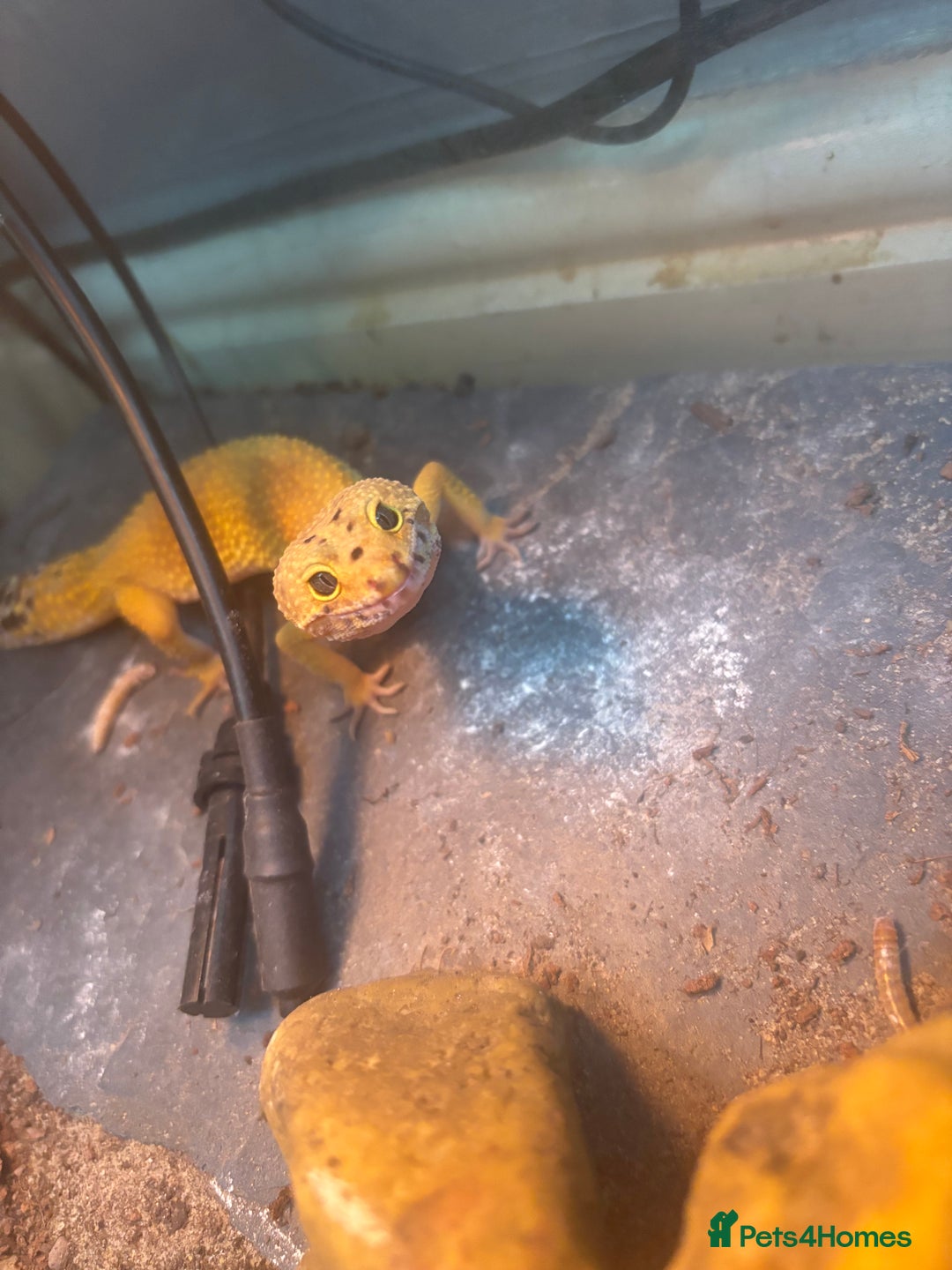 Leopard Gecko reptiles for sale: Leopard gecko and vivarium  - Image 3