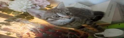 Mixed Breed cats for sale: Female kitten  in Sale - Advert 2