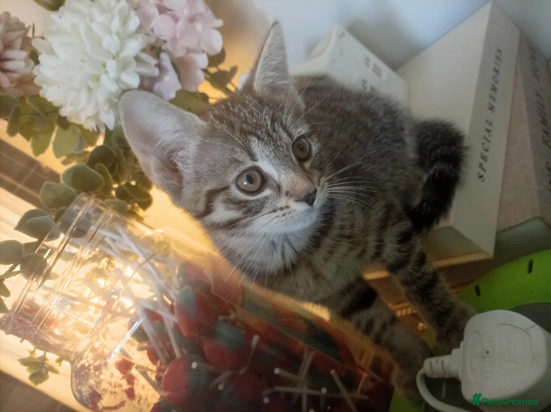 Mixed Breed cats for sale: Female kitten  in Sale - Advert 2