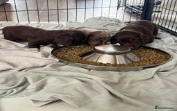Miniature Dachshund dogs for sale: Long haired miniture dachshund  - Image 4