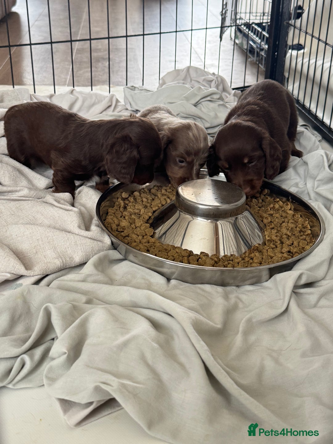 Miniature Dachshund dogs for sale: Long haired miniture dachshund  - Image 4